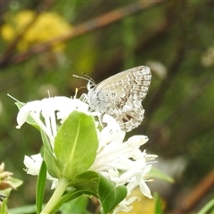 Neolucia agricola (Fringed Heath-blue) at Acton, ACT - 28 Nov 2024 by HelenCross