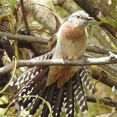 Cacomantis flabelliformis (Fan-tailed Cuckoo) at Acton, ACT - 28 Nov 2024 by HelenCross