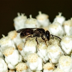 Lasioglossum (Homalictus) sp. (genus & subgenus) (Furrow Bee) at Bungonia, NSW - 26 Nov 2024 by AlisonMilton