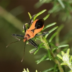 Gminatus australis at Bungonia, NSW - 26 Nov 2024 by AlisonMilton