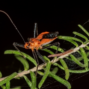 Gminatus australis at Bungonia, NSW - 26 Nov 2024 04:19 PM