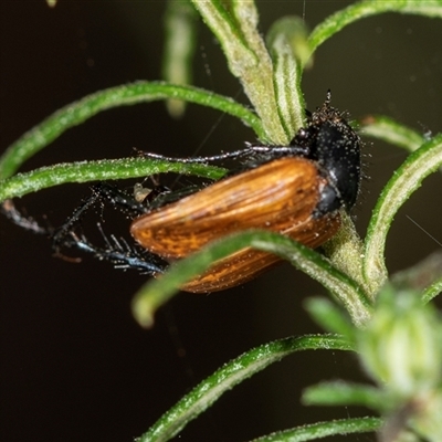 Phyllotocus rufipennis (Nectar scarab) at Bungonia, NSW - 26 Nov 2024 by AlisonMilton