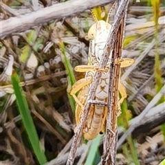 Unidentified Grasshopper, Cricket or Katydid (Orthoptera) at Gundaroo, NSW - 23 Jan 2024 by Gunyijan