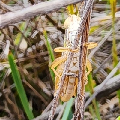 Unidentified Grasshopper, Cricket or Katydid (Orthoptera) at Gundaroo, NSW - 23 Jan 2024 by Gunyijan