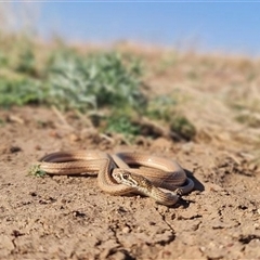 Demansia rimicola (Soil-crack whipsnake) at Tablelands, NT - 12 Dec 2023 by MichaelBedingfield