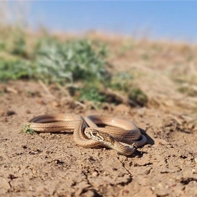 Demansia rimicola (Soil-crack whipsnake) at Tablelands, NT - 11 Dec 2023 by MichaelBedingfield