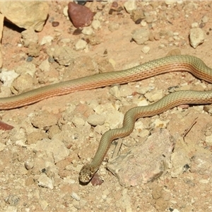 Demansia rimicola at Tablelands, NT - 12 Dec 2023 08:00 AM