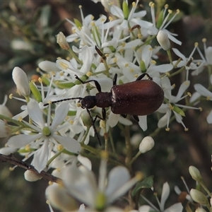 Ecnolagria grandis (Honeybrown beetle) at Conder, ACT by MichaelBedingfield