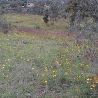 Hypericum perforatum (St John's Wort) at Conder, ACT - 7 Jan 2024 by MichaelBedingfield