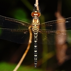 Hydrobasileus brevistylus (Water Prince) at Sheldon, QLD by PJH123