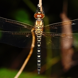 Hydrobasileus brevistylus at Sheldon, QLD - suppressed