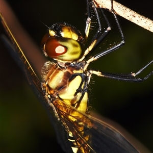 Hydrobasileus brevistylus at Sheldon, QLD - suppressed