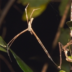 Menneus sp. (Hump-backed Netcaster) at Sheldon, QLD - 28 Nov 2024 by PJH123