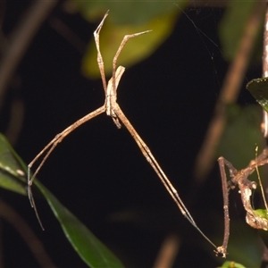 Menneus sp. (Hump-backed Netcaster) at Sheldon, QLD by PJH123