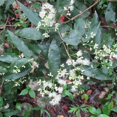 Syzygium cryptophlebium (plum satinash) at Syndicate, QLD - 22 Apr 2015 by JasonPStewartNMsnc2016