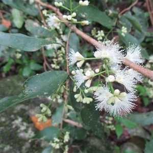 Syzygium cryptophlebium at Syndicate, QLD - 22 Apr 2015 01:13 PM