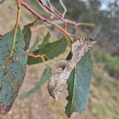 Circopetes obtusata (Grey Twisted Moth) at Bungendore, NSW - 29 Nov 2024 by clarehoneydove
