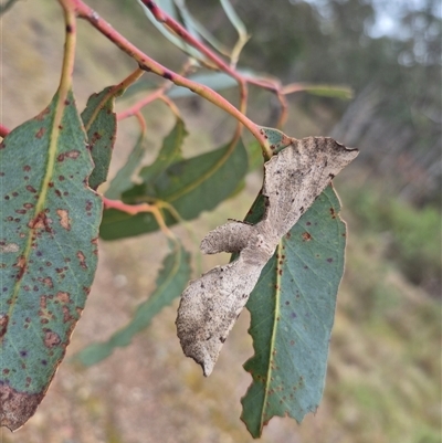 Circopetes obtusata (Grey Twisted Moth) at Bungendore, NSW - 29 Nov 2024 by clarehoneydove