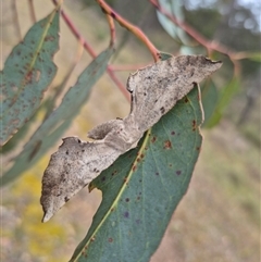 Circopetes obtusata at Bungendore, NSW - 29 Nov 2024 09:18 AM