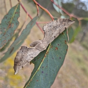 Circopetes obtusata at Bungendore, NSW - 29 Nov 2024