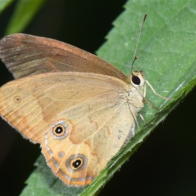 Hypocysta metirius (Brown Ringlet) at Sheldon, QLD - 26 Nov 2024 by PJH123