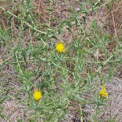 Carthamus lanatus (Saffron Thistle) at Red Hill, ACT - 28 Nov 2024 by Mike