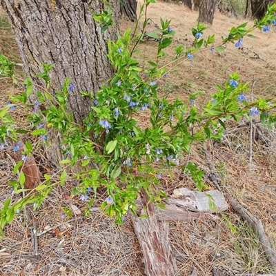 Billardiera heterophylla (Western Australian Bluebell Creeper) at Red Hill, ACT - 28 Nov 2024 by Mike