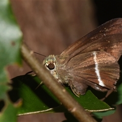 Hasora khoda haslia (Narrow-banded Awl) at Sheldon, QLD - 26 Nov 2024 by PJH123