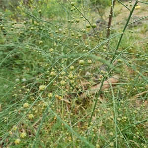 Asparagus officinalis at Red Hill, ACT - 29 Nov 2024