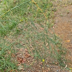 Asparagus officinalis at Red Hill, ACT - 29 Nov 2024