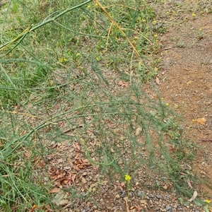 Asparagus officinalis at Red Hill, ACT - 29 Nov 2024 10:51 AM