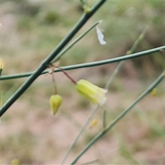 Asparagus officinalis at Red Hill, ACT - 29 Nov 2024 10:51 AM