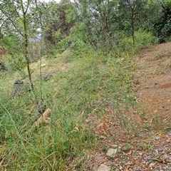 Asparagus officinalis at Red Hill, ACT - 29 Nov 2024