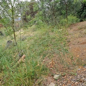 Asparagus officinalis at Red Hill, ACT - 29 Nov 2024 10:51 AM