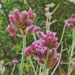 Verbena incompta (Purpletop) at Red Hill, ACT - 29 Nov 2024 by Mike