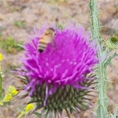 Apis mellifera (European honey bee) at Red Hill, ACT - 29 Nov 2024 by Mike