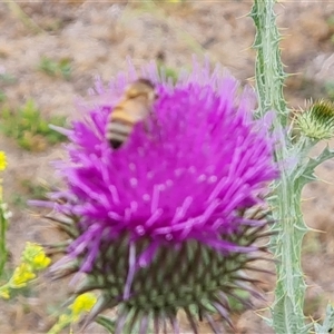 Apis mellifera at Red Hill, ACT - 29 Nov 2024