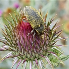 Larinus latus (Onopordum seed weevil) at Red Hill, ACT - 29 Nov 2024 by Mike