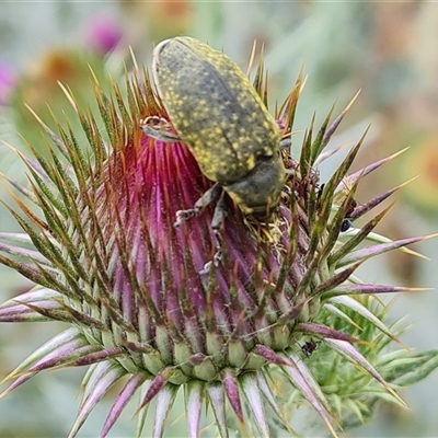 Larinus latus (Onopordum seed weevil) at Red Hill, ACT - 28 Nov 2024 by Mike