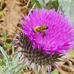 Onopordum acanthium (Scotch Thistle) at Red Hill, ACT - 29 Nov 2024 by Mike