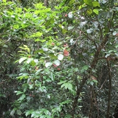 Euonymus australianus at Syndicate, QLD - 22 Apr 2015 by JasonPStewartNMsnc2016