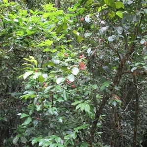 Euonymus australianus at Syndicate, QLD - 22 Apr 2015 12:44 PM