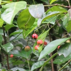 Euonymus australianus at Syndicate, QLD - 22 Apr 2015 12:44 PM