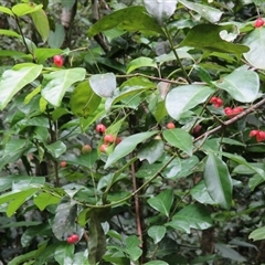 Euonymus australianus at Syndicate, QLD - 22 Apr 2015 12:44 PM