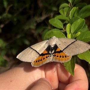 Gastrophora henricaria (Fallen-bark Looper, Beautiful Leaf Moth) at Diamond Creek, VIC by Jul