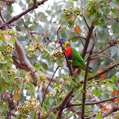 Trichoglossus moluccanus (Rainbow Lorikeet) at Theodore, ACT - 29 Nov 2024 by MB