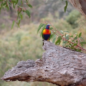 Trichoglossus moluccanus at Theodore, ACT - 29 Nov 2024 09:24 AM