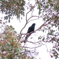 Eudynamys orientalis (Pacific Koel) at Conder, ACT - 28 Nov 2024 by MB