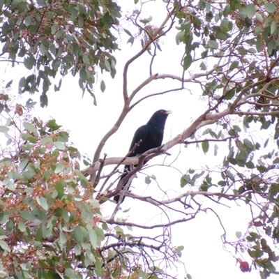 Eudynamys orientalis (Pacific Koel) at Conder, ACT - 28 Nov 2024 by MB