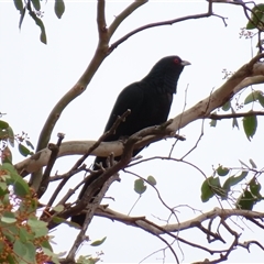 Eudynamys orientalis at Conder, ACT - 29 Nov 2024